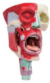 鼻、口、咽喉腔分解模型